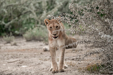 Lions in etosha