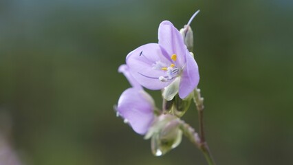 Selective focus Murdannia giganteum flowers blooming in the field.(Crest Naga Flower)