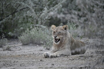 Lions in etosha