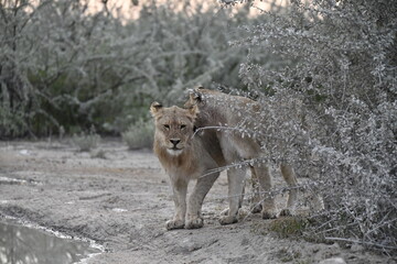 Lions in etosha