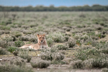 Lions in etosha