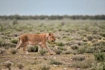 Lions in etosha