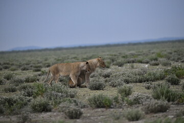 Lions in etosha