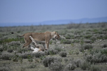 Lions in etosha
