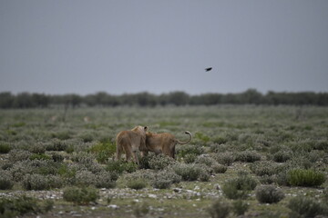 Lions in etosha