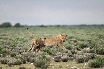 Lions in etosha