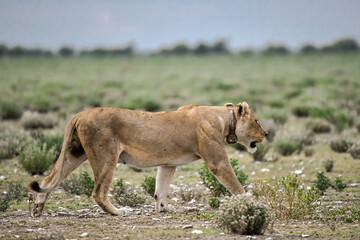 Lions in etosha