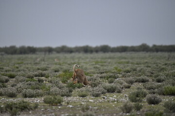 Lions in etosha