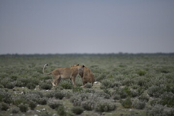 Lions in etosha