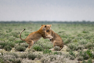 Lions in etosha
