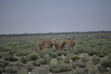 Fototapeta premium Lions in etosha