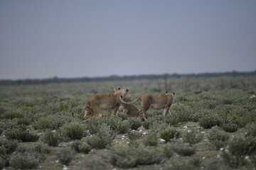 Lions in etosha