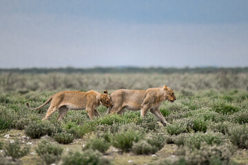Lions in etosha