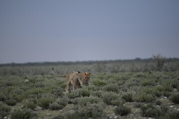 Lions in etosha