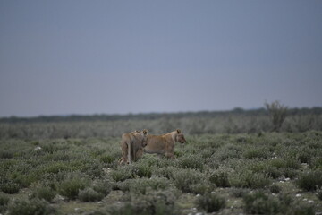 Naklejka premium Lions in etosha
