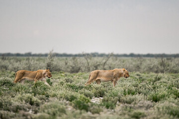 Lions in etosha