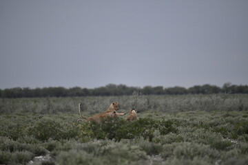 Lions in etosha