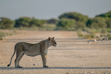 Lions in Etosha