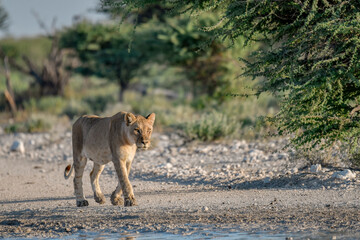 Lions in Etosha