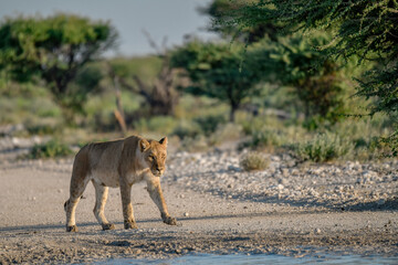 Lions in Etosha