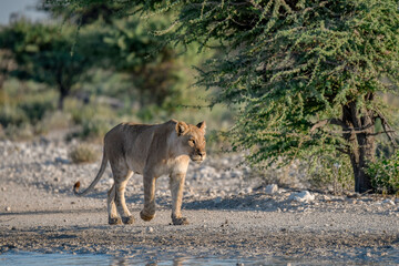 Lions in Etosha