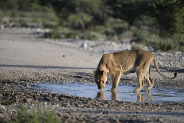 Lions in Etosha