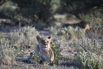 Lions in Etosha