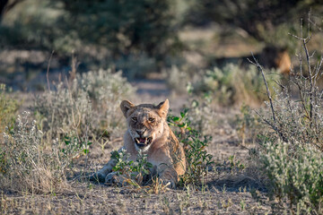 Lions in Etosha