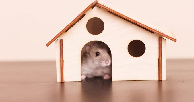 small gray hamster in a wooden house on a light background
