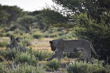Lions in Etosha