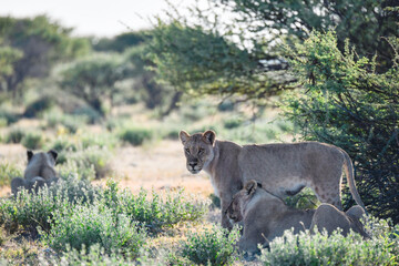Lions in Etosha
