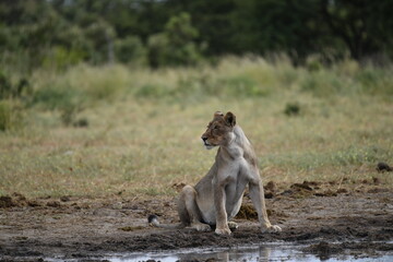 Lions in Etosha