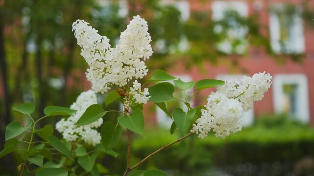 Beautiful white lilac blooms against the background of a brick university building. View of charming white lilac flowers swaying in the wind. Calm lilac branch on a spring day. Floral concept.