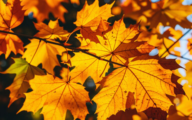 Fototapeta premium Maple leaves in bright autumn