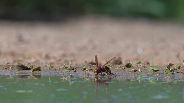 Oriental hornet (Vespa orientalis) is a social insect species of the family Vespidae.