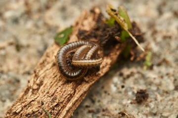 Details of a millipede on a branch