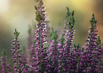 Fioletowe wrzosy w kroplach wody, jesienna impresja, tapeta, dekoracja. © mycatherina