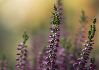 Fioletowe wrzosy w kroplach wody, jesienna impresja, tapeta, dekoracja. © mycatherina