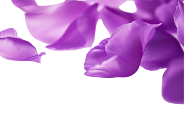 Floating Purple Tulip Petals on White Background