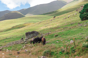 Obraz premium Wild horses grazing in meadow
