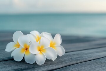 A serene and tropical image featuring a small cluster of white and yellow plumeria flowers