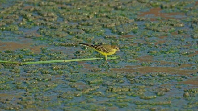 Western Yellow Wagtail (Motacilla flava) eating in the marsh