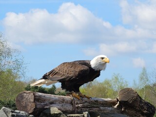 american bald eagle