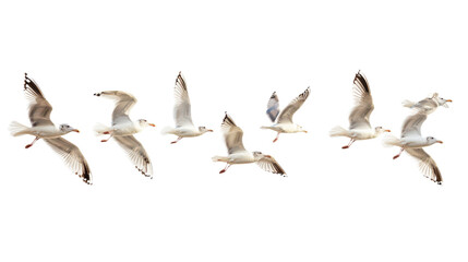Obraz premium Flock of Seagulls in Flight Isolated on transparent Background, PNG file, graphic resources, 