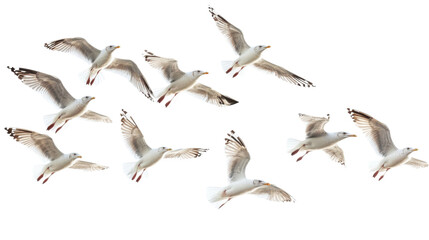 Obraz premium Flock of Seagulls in Flight Isolated on transparent Background, PNG file, graphic resources, 