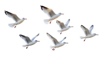 Obraz premium Flock of Seagulls in Flight Isolated on transparent Background, PNG file, graphic resources, 