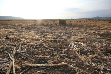 corn stalk bales in the field