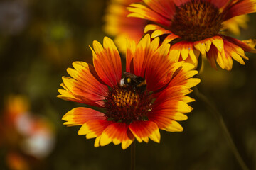 Vivid indian blanket (gaillardia pulchella) flower with a bee on it in the garden