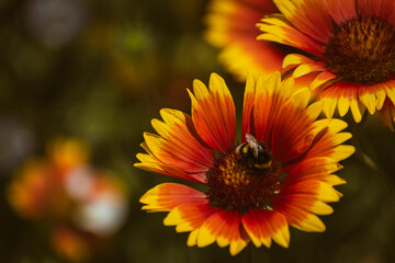 Vivid indian blanket (gaillardia pulchella) flower with a bee on it in the garden