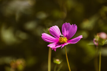 Fototapeta premium Pink garden cosmos flower blooming